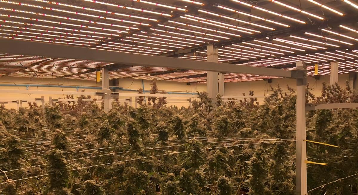 cannabis cultivation cannabis cultivation