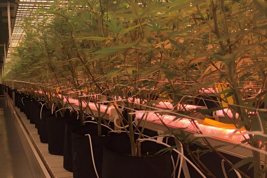 under canopy grow light .jpg under canopy grow light .jpg