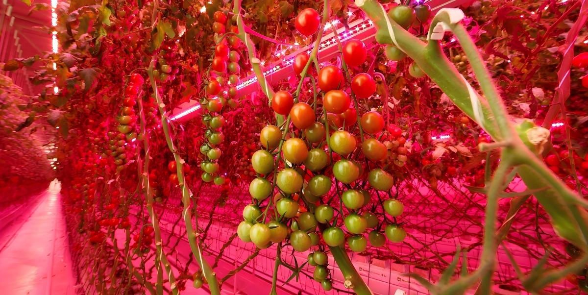 Fruit planting